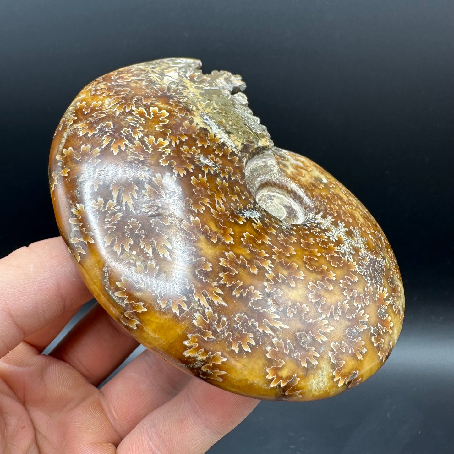 Cleoniceras Ammonite Fossil With Box And Stand - Cretaceous Ammonite Madagascar