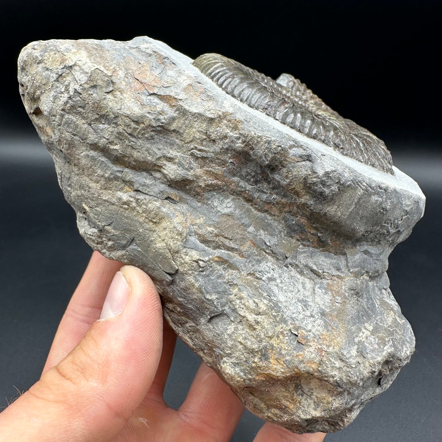 Dactylioceras Ammonite Fossil - Whitby, North Yorkshire Jurassic Coast Yorkshire Fossils