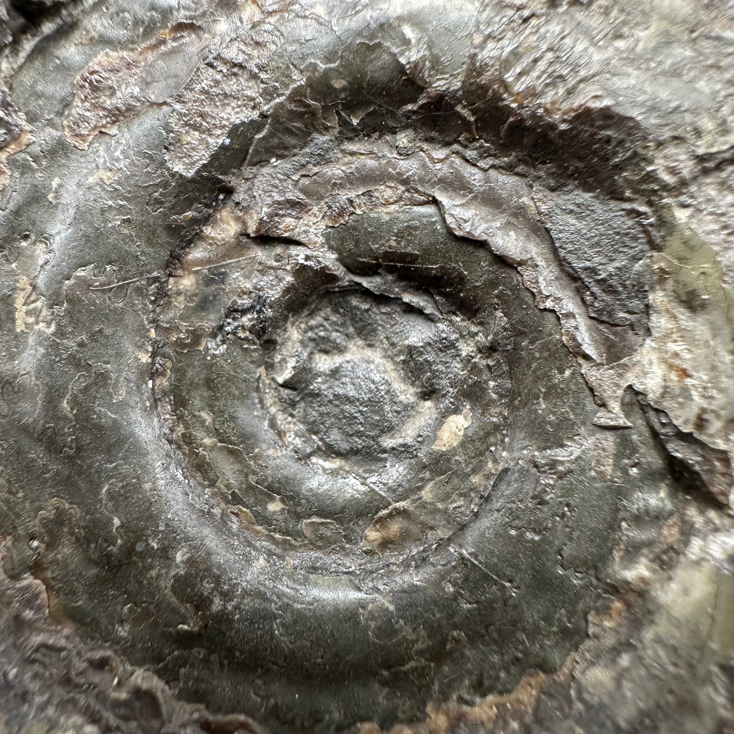 Hildoceras semipolitum Ammonite fossil with box and stand - Whitby, North Yorkshire Jurassic Coast, Yorkshire Fossils from the Jurassic Coast