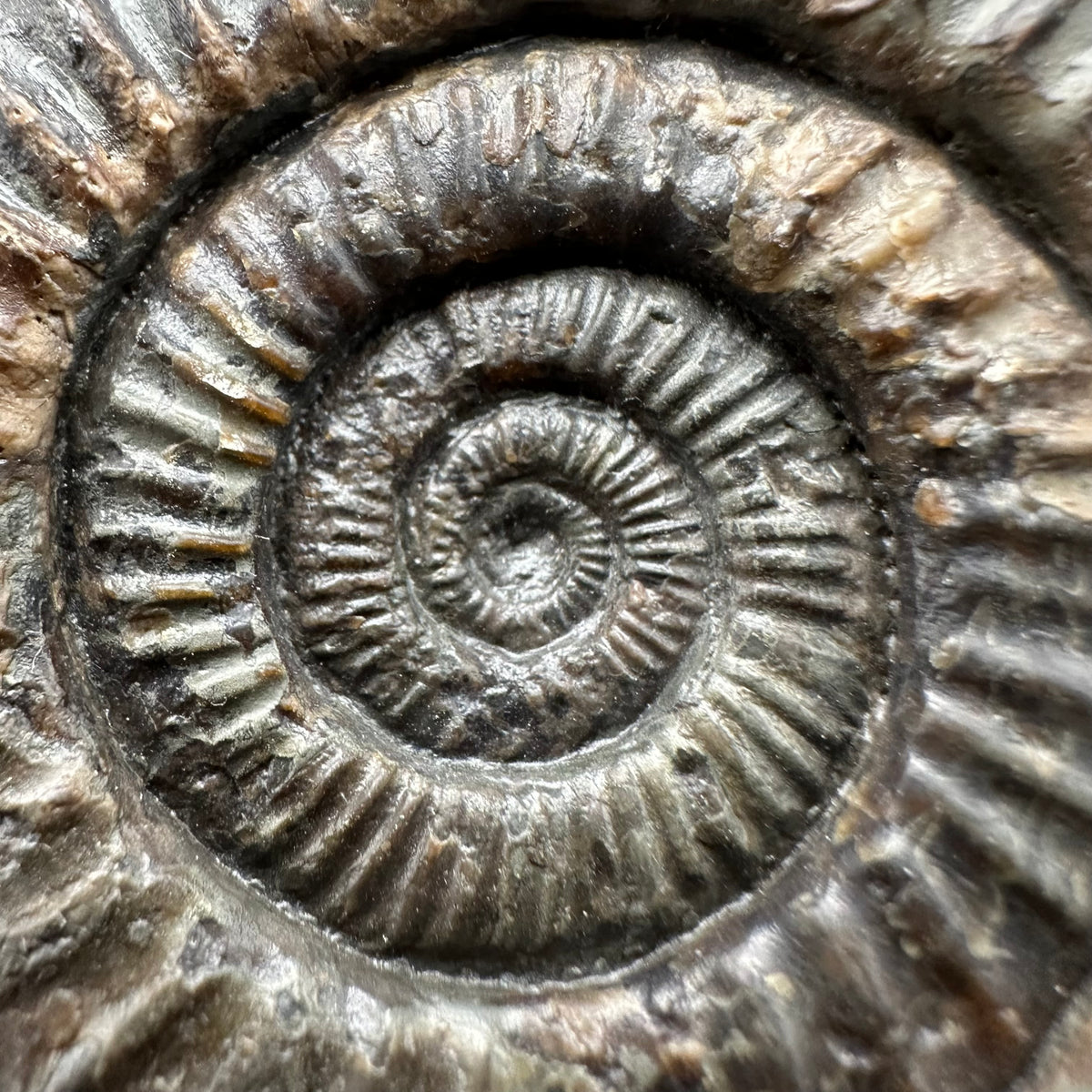 Dactylioceras Ammonite Fossil With Stand - Whitby, North Yorkshire Jurassic Coast Yorkshire Fossils
