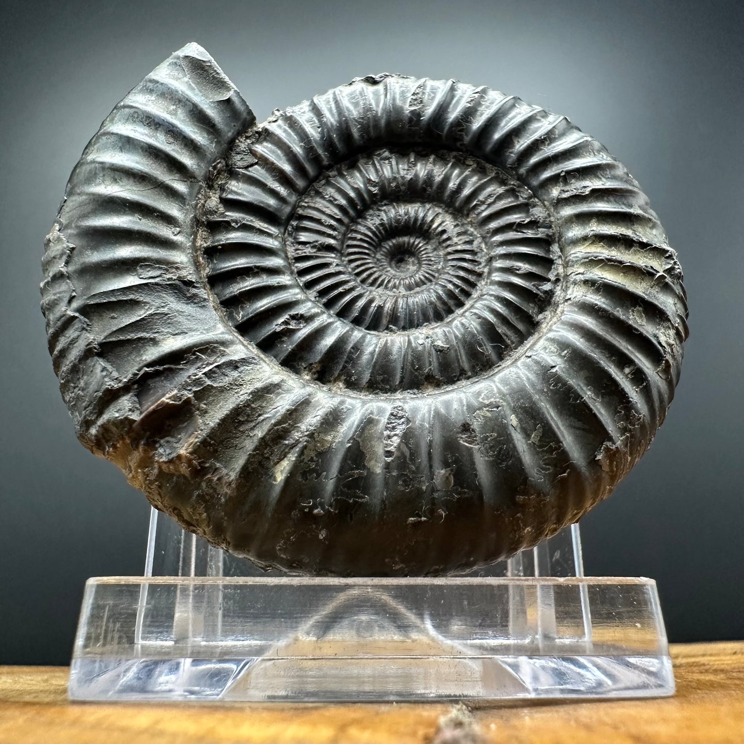 Dactylioceras Ammonite Fossil With box and Stand - Whitby, North Yorkshire Jurassic Coast Yorkshire Fossils