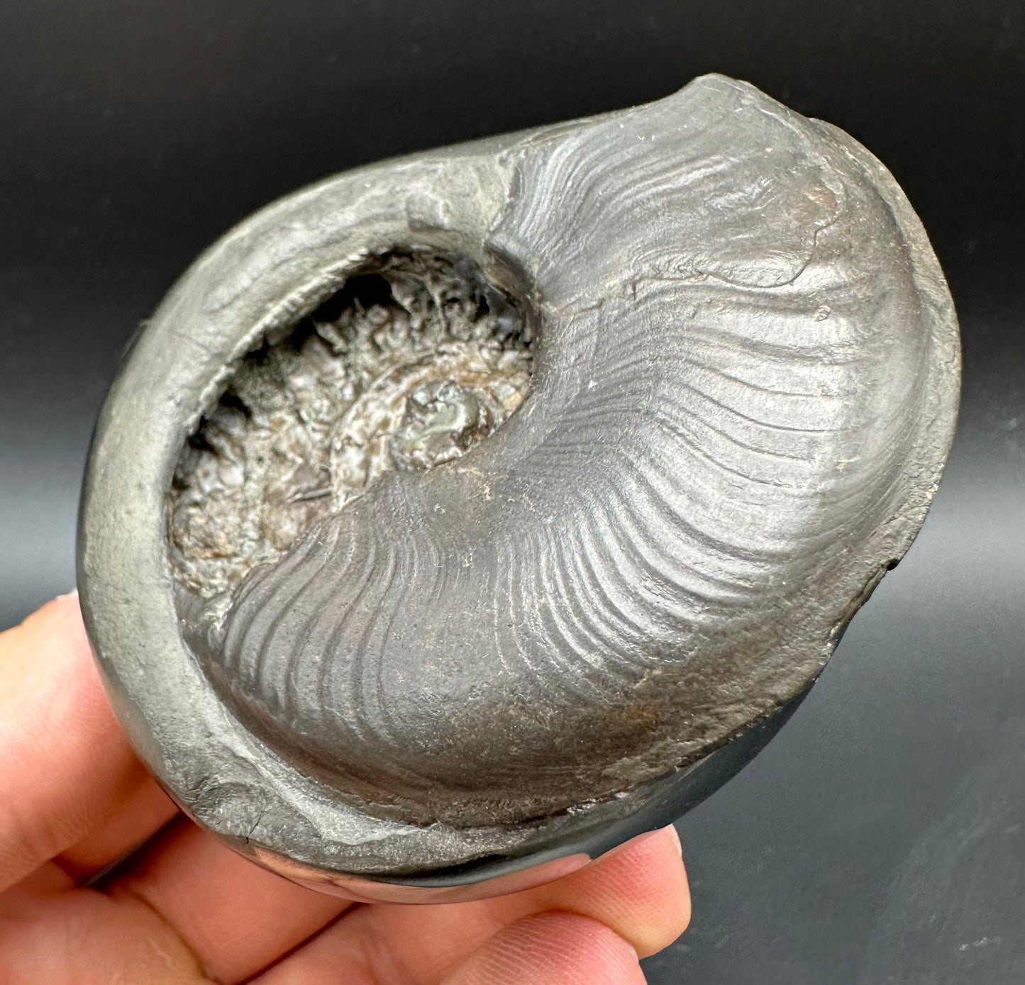 Golden Egg (GENUINE) Ammonite Fossil With Stand - Whitby, North Yorkshire Jurassic Coast Yorkshire Fossils