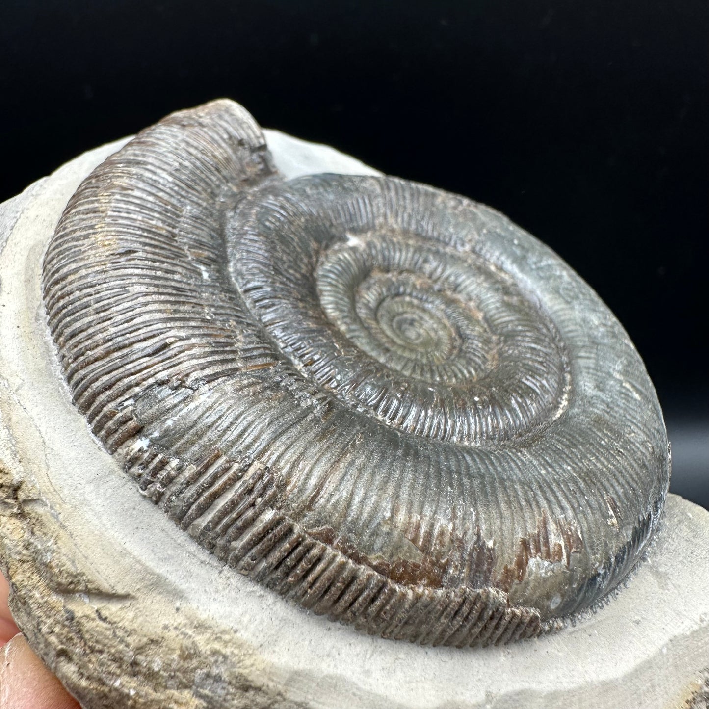 Dactylioceras tenuicostatum Ammonite fossil with box and stand - Whitby, North Yorkshire Jurassic Coast