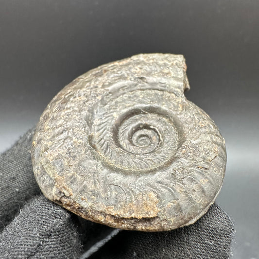 Hildoceras lusitanicum Ammonite fossil with box and stand - Whitby, North Yorkshire, Jurassic Coast, Yorkshire Fossils from the Jurassic Coast
