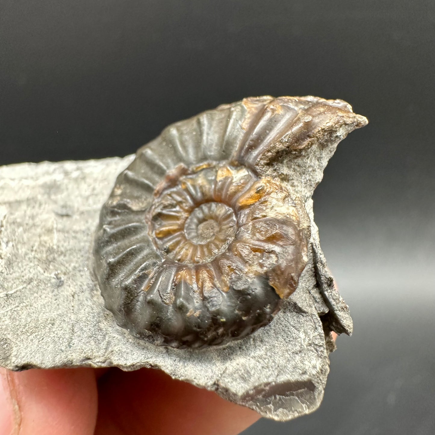 Amaltheus subnodosus Ammonite fossil with box and stand - Whitby, North Yorkshire Jurassic Coast Yorkshire Fossils
