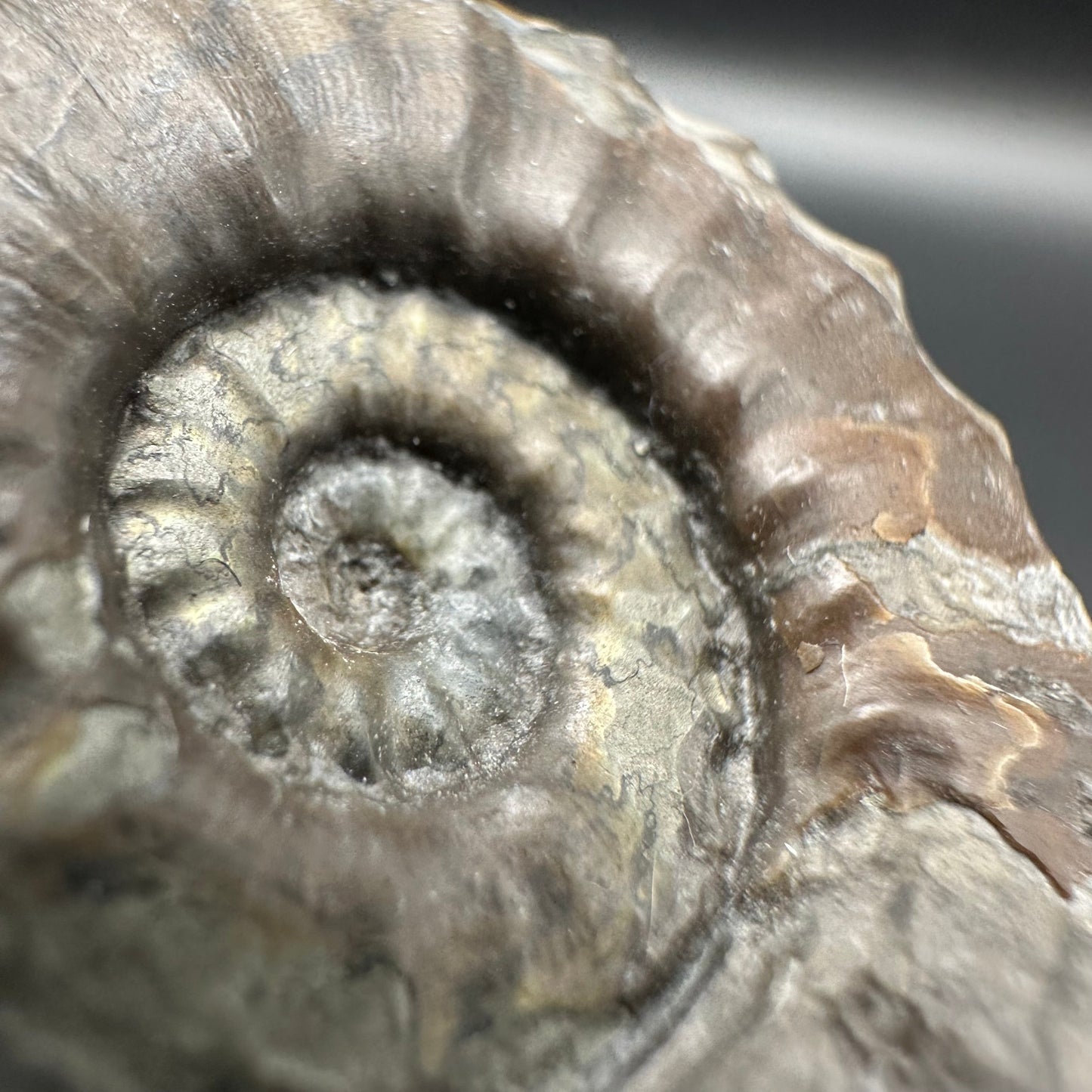 Agassiceras sp. ammonite fossil with box and stand - Whitby, North Yorkshire Jurassic Coast Yorkshire Fossils