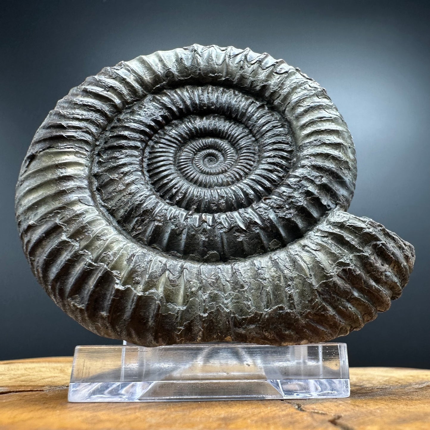 Dactylioceras Ammonite Fossil With box and Stand - Whitby, North Yorkshire Jurassic Coast Yorkshire Fossils