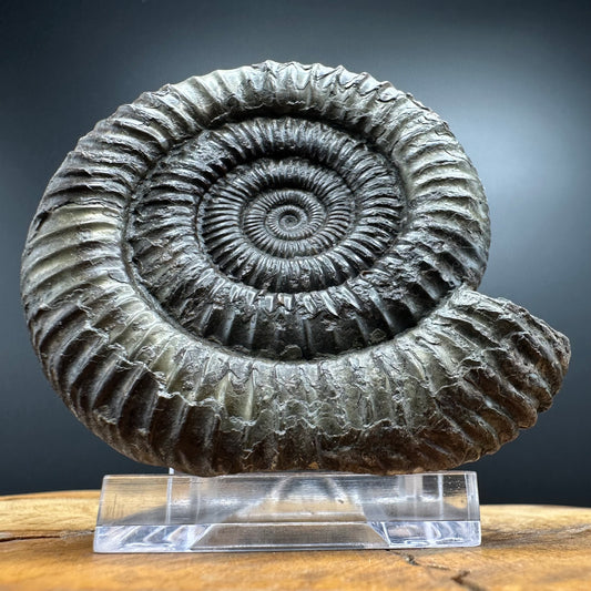 Dactylioceras Ammonite Fossil With box and Stand - Whitby, North Yorkshire Jurassic Coast Yorkshire Fossils