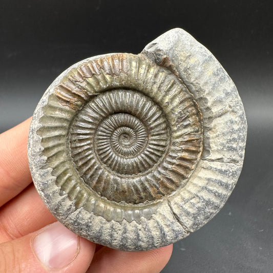 Dactylioceras Ammonite Fossil With box and Stand - Whitby, North Yorkshire Jurassic Coast Yorkshire Fossils