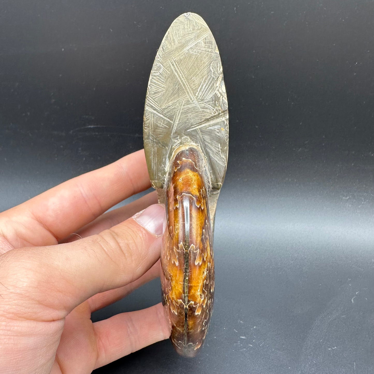 Cleoniceras Ammonite Fossil With Stand - Cretaceous Ammonite Madagascar