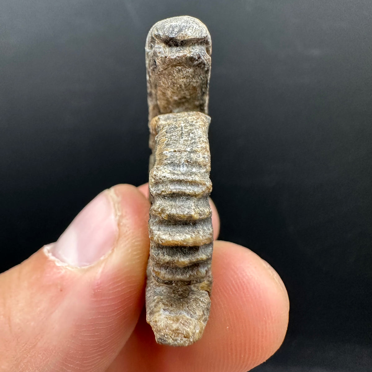 Snakestone Ammonite Fossil With Bag/Box And Stand - Whitby, North Yorkshire Jurassic Coast Yorkshire Fossils