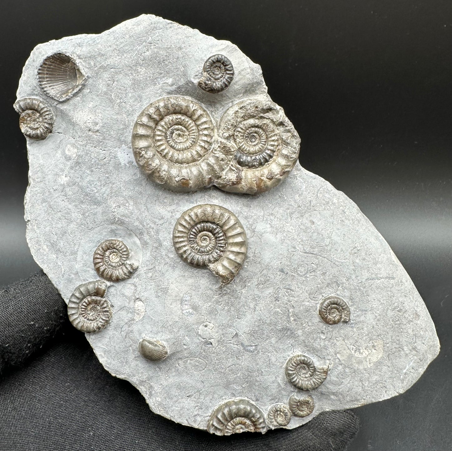 Arnioceras ammonite shell fossil with stand - Whitby, North Yorkshire Jurassic Coast Yorkshire Fossils