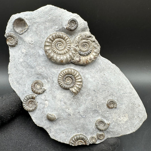 Arnioceras ammonite shell fossil with stand - Whitby, North Yorkshire Jurassic Coast Yorkshire Fossils