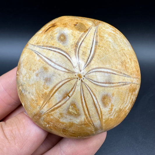 Holectypus Sea Urchin Fossil With Box And Stand - Middle Jurassic Madagascar