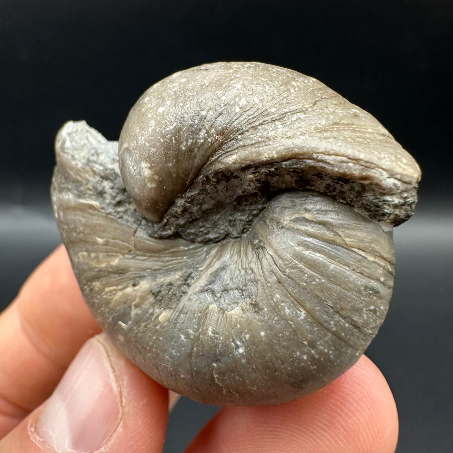 Gryphaea shell fossil with box and stand - Whitby, North Yorkshire, Jurassic Coast, Yorkshire Fossils found on the Jurassic Coast