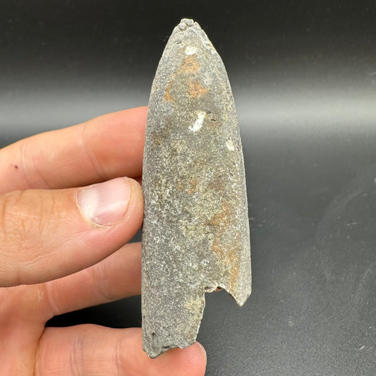 Belemnite (Fossil Squid) shell fossil - Whitby, North Yorkshire Jurassic Coast Yorkshire Fossils