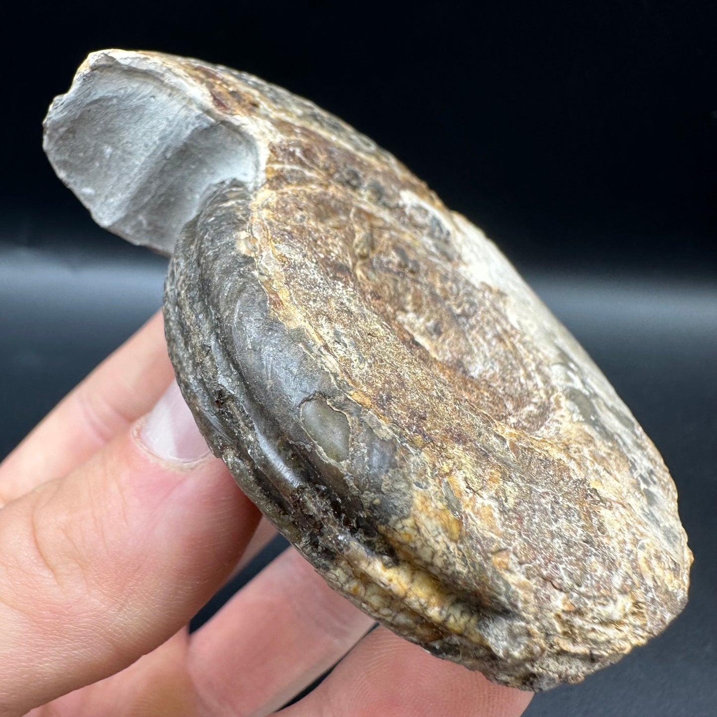 Hildoceras Bifrons Ammonite fossil with box and stand - Whitby, North Yorkshire Jurassic Coast, Yorkshire Fossils from the Jurassic Coast