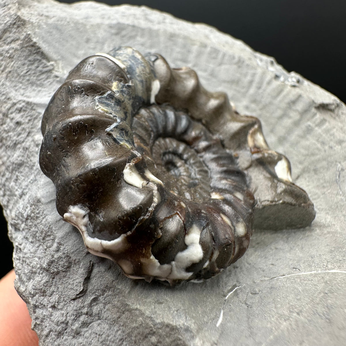 Androgynoceras maculatum ammonite fossil with stand - Whitby, North Yorkshire Jurassic Coast Yorkshire Fossils