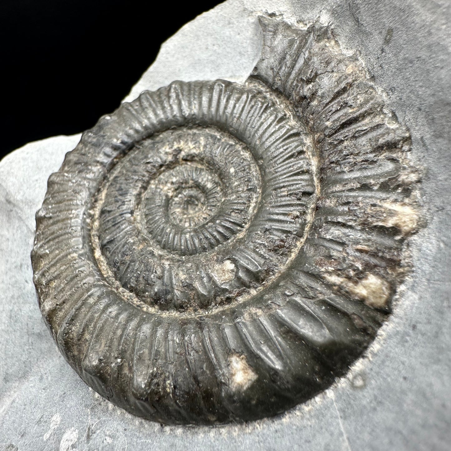 Peronoceras turriculatum Ammonite fossil with box and stand - Whitby, North Yorkshire Jurassic Coast, Yorkshire fossils