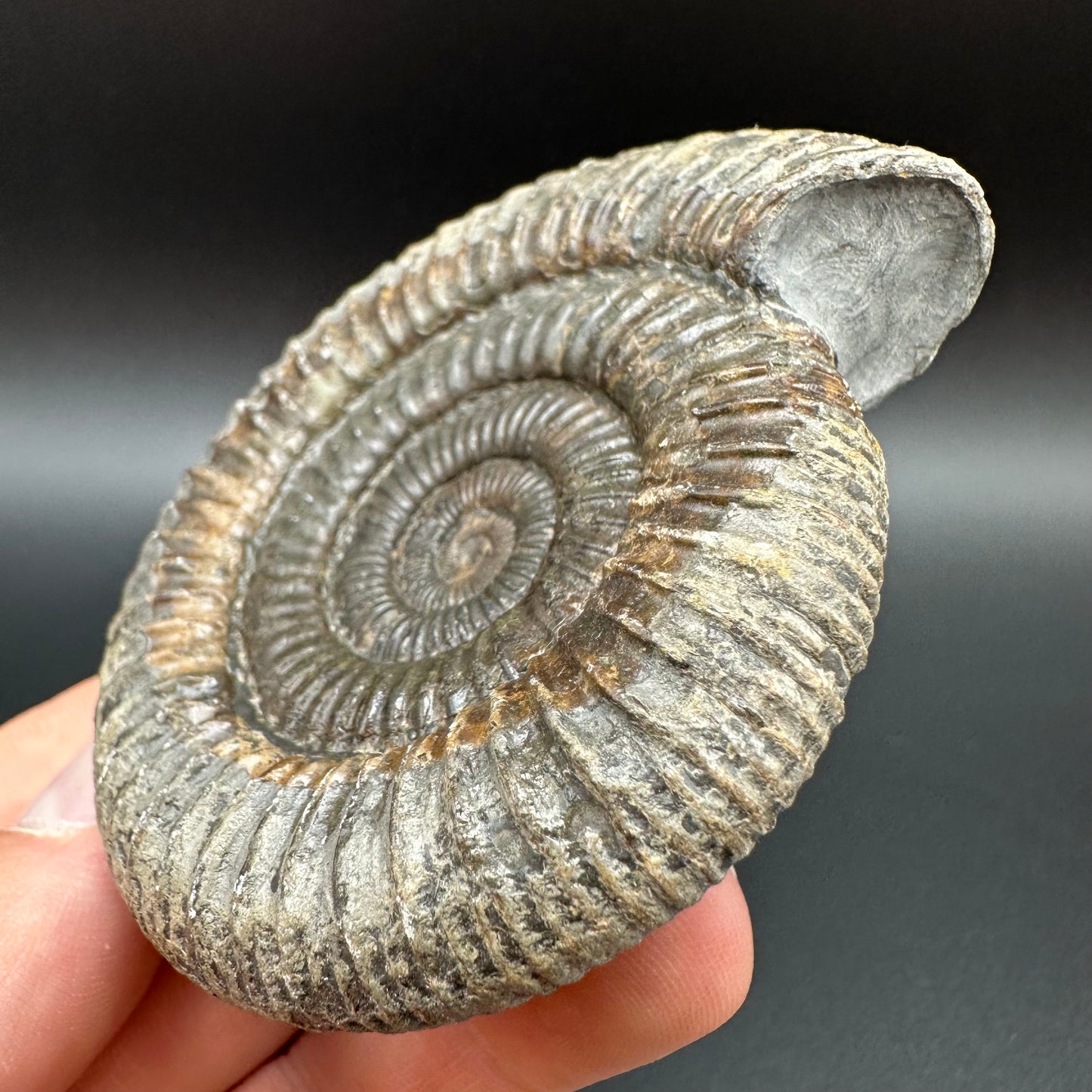Dactylioceras Ammonite Fossil With Box And Stand - Whitby, North Yorkshire Jurassic Coast Yorkshire Fossils