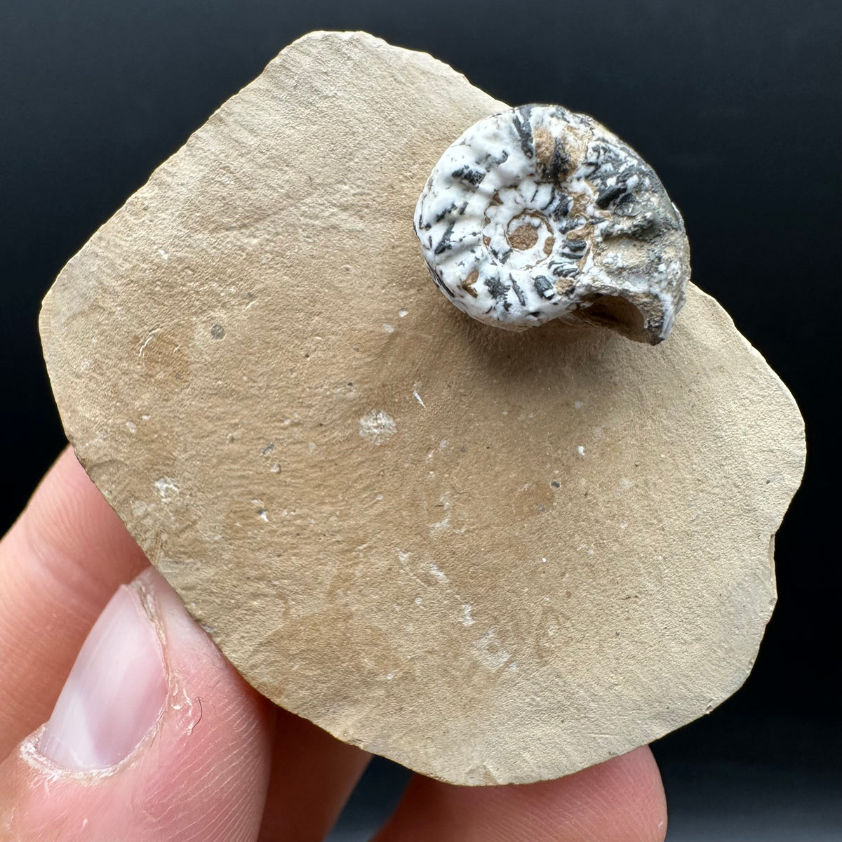 Amaltheus subnodosus Ammonite fossil with stand - Whitby, North Yorkshire Jurassic Coast Yorkshire Fossils