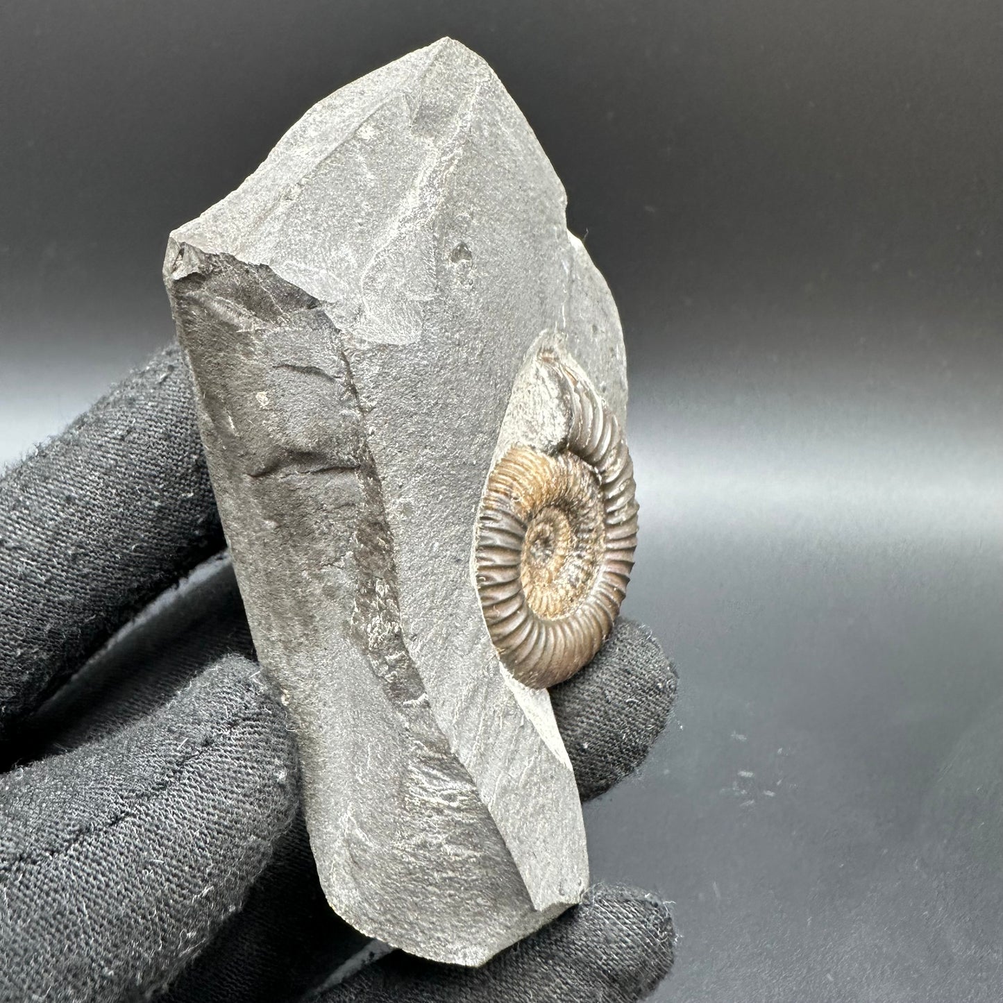 Gracile Multi-block Ammonite Fossil With Box And Stand - Whitby, North Yorkshire Jurassic Coast Yorkshire Fossils