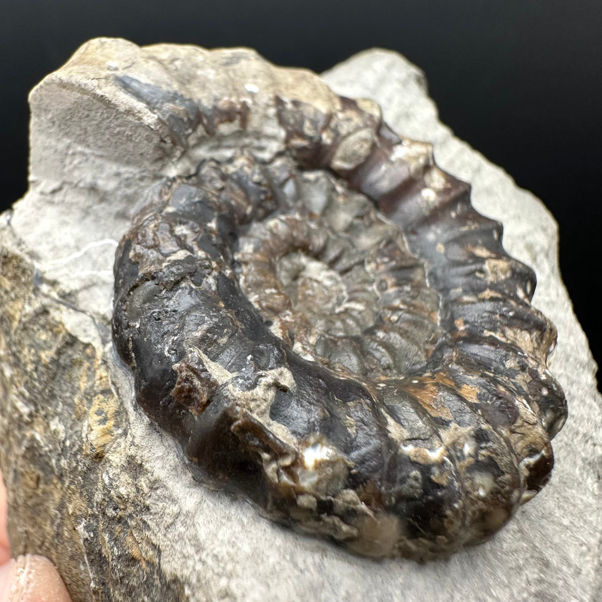 Androgynoceras maculatum ammonite fossil with box and stand - Whitby, North Yorkshire Jurassic Coast Yorkshire Fossils