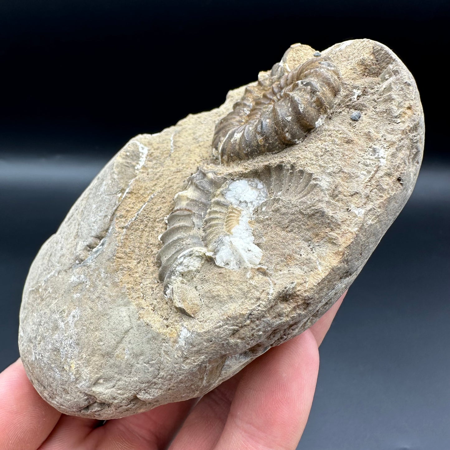 Androgynoceras Capricornus ammonite fossil with box and stand - Whitby, North Yorkshire Jurassic Coast Yorkshire Fossils