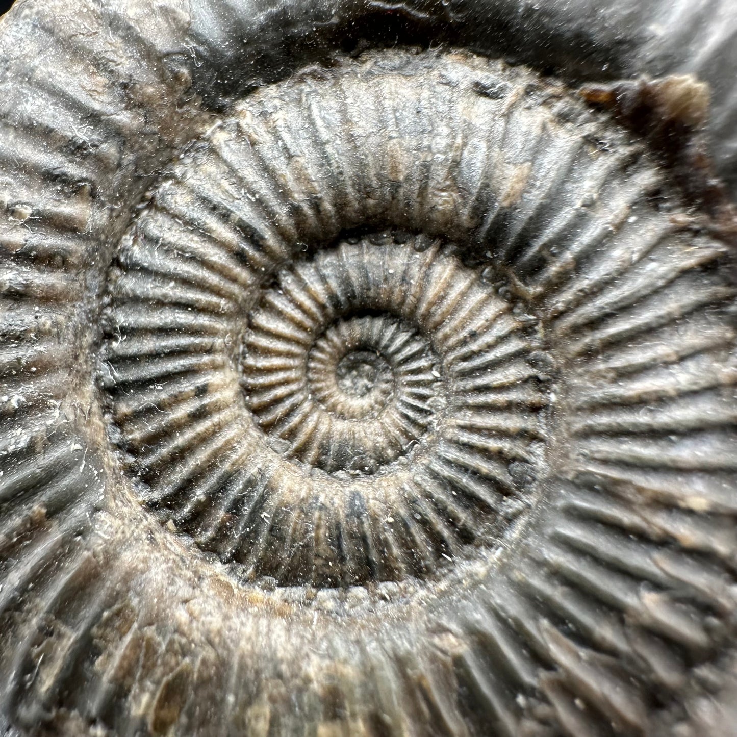 Zugodactylites ammonite fossil with box and stand - Whitby, North Yorkshire Jurassic Coast, Yorkshire fossils