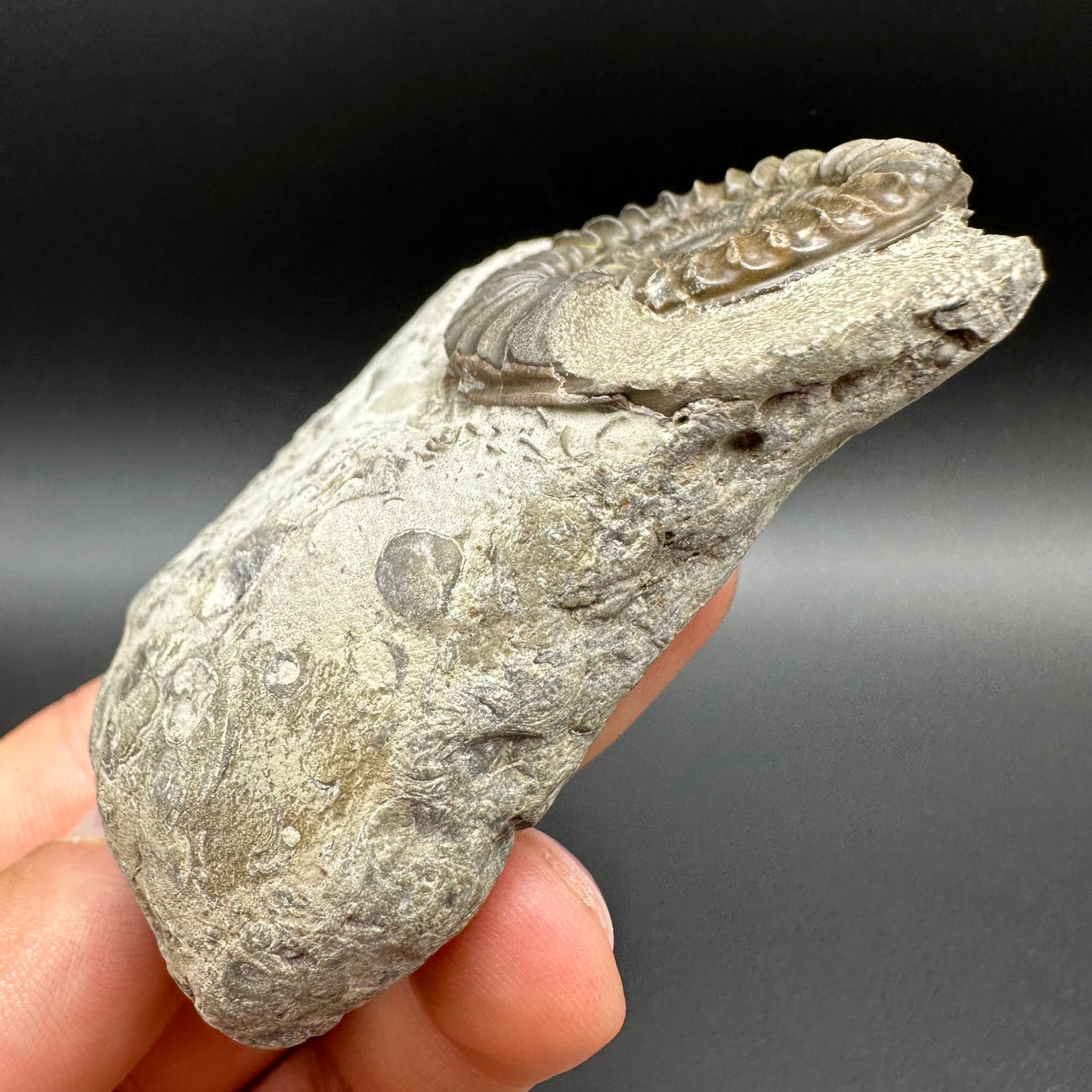 Arnioceras ammonite shell fossil with box and stand - Whitby, North Yorkshire Jurassic Coast Yorkshire Fossils