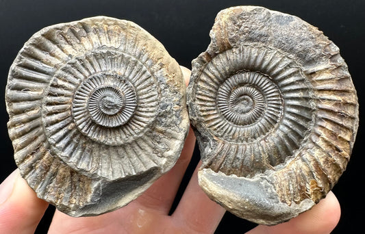 Dactylioceras Ammonite nodule (split pair) Fossil With Box And Stand - Whitby, North Yorkshire Jurassic Coast Yorkshire Fossils