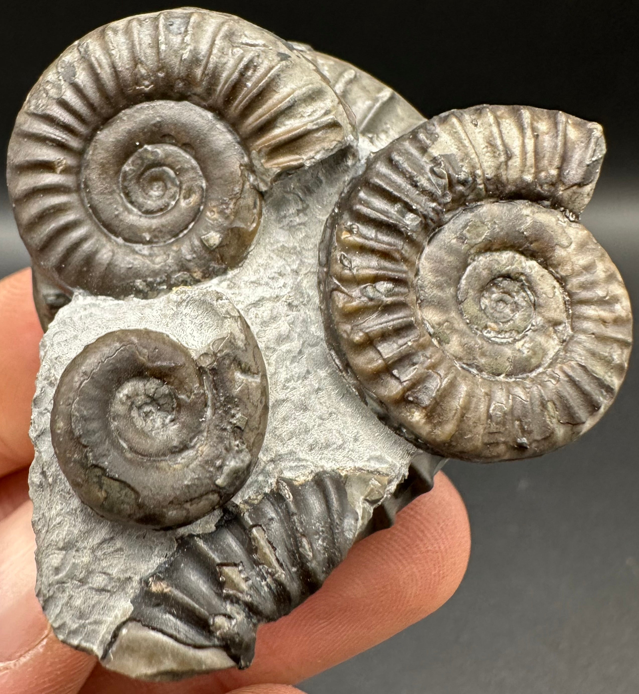 Arnioceras ammonite shell fossil with box and stand - Whitby, North Yo ...