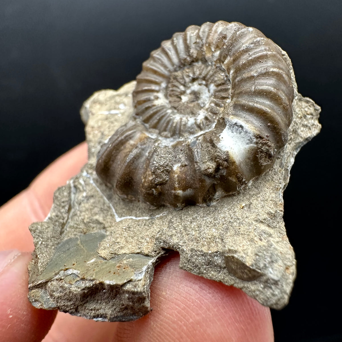 Androgynoceras capricornus Ammonite Fossil With Stand - Whitby, North Yorkshire Jurassic Coast Yorkshire Fossils