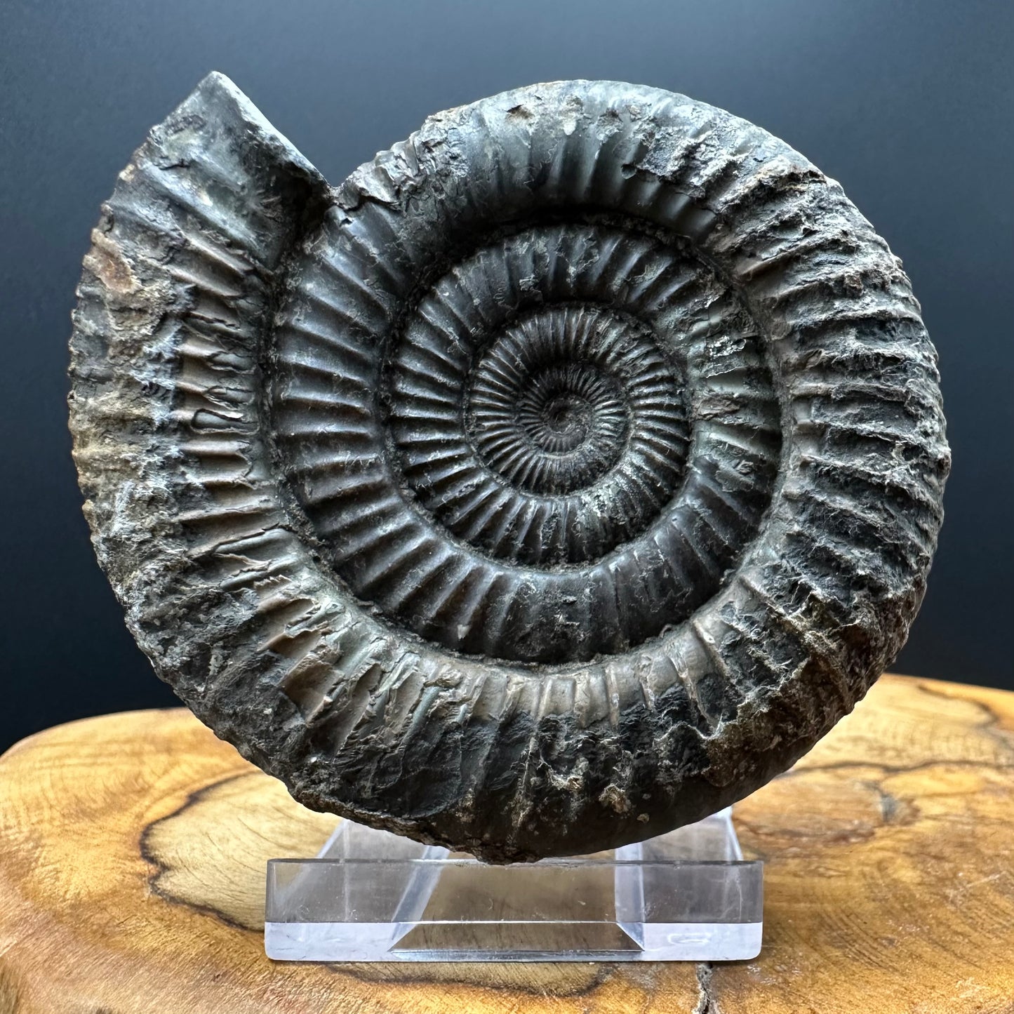 Dactylioceras Ammonite Fossil With box and Stand - Whitby, North Yorkshire Jurassic Coast Yorkshire Fossils