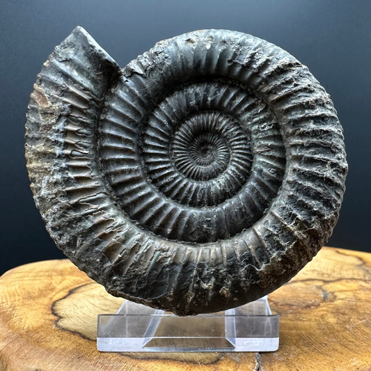 Dactylioceras Ammonite Fossil With box and Stand - Whitby, North Yorkshire Jurassic Coast Yorkshire Fossils