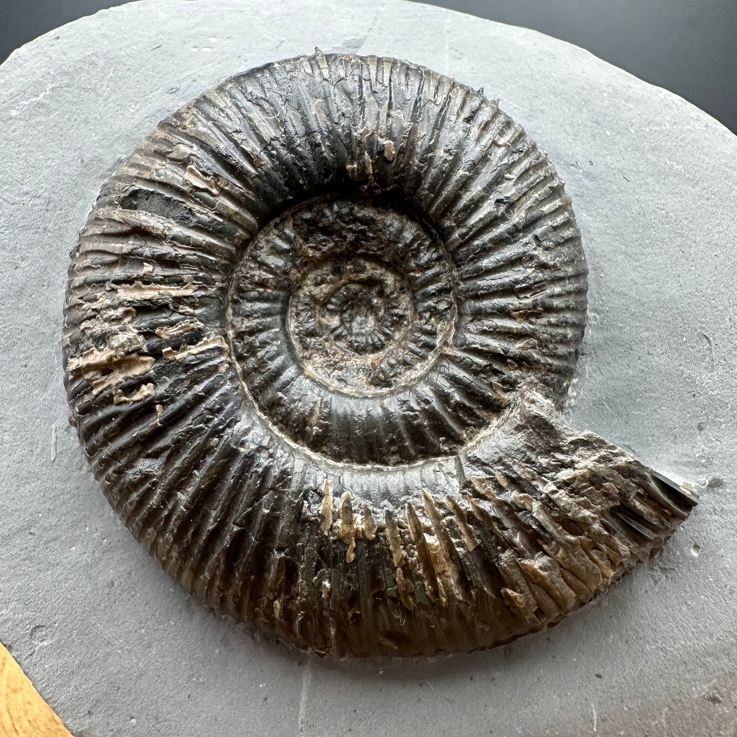 Dactylioceras semicelatum Ammonite fossil with stand - Whitby, North Yorkshire Jurassic Coast Yorkshire Fossils