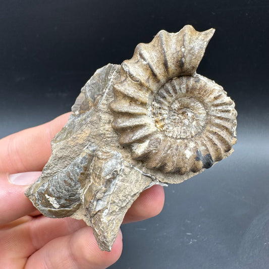 Androgynoceras capricornus Ammonite Fossil With Box And Stand - Whitby, North Yorkshire Jurassic Coast Yorkshire Fossils