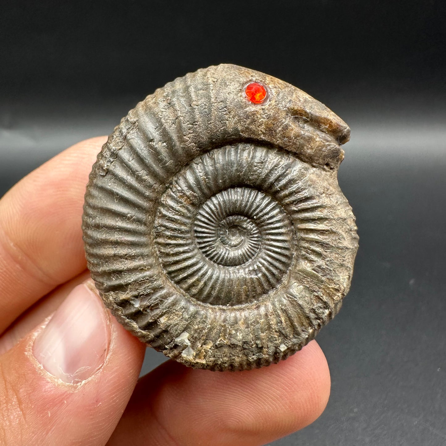 Snakestone Ammonite Fossil With Bag/Box And Stand - Whitby, North Yorkshire Jurassic Coast Yorkshire Fossils