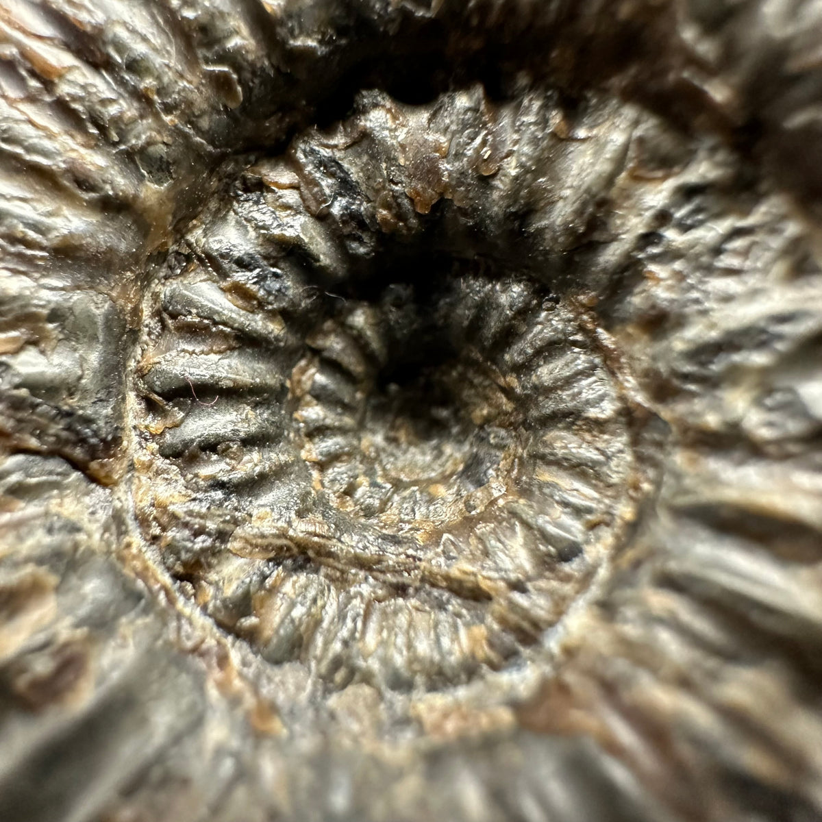 Nodicoeloceras Sp. Ammonite Fossil With Box And Stand - Whitby, North Yorkshire Jurassic Coast Yorkshire Fossils