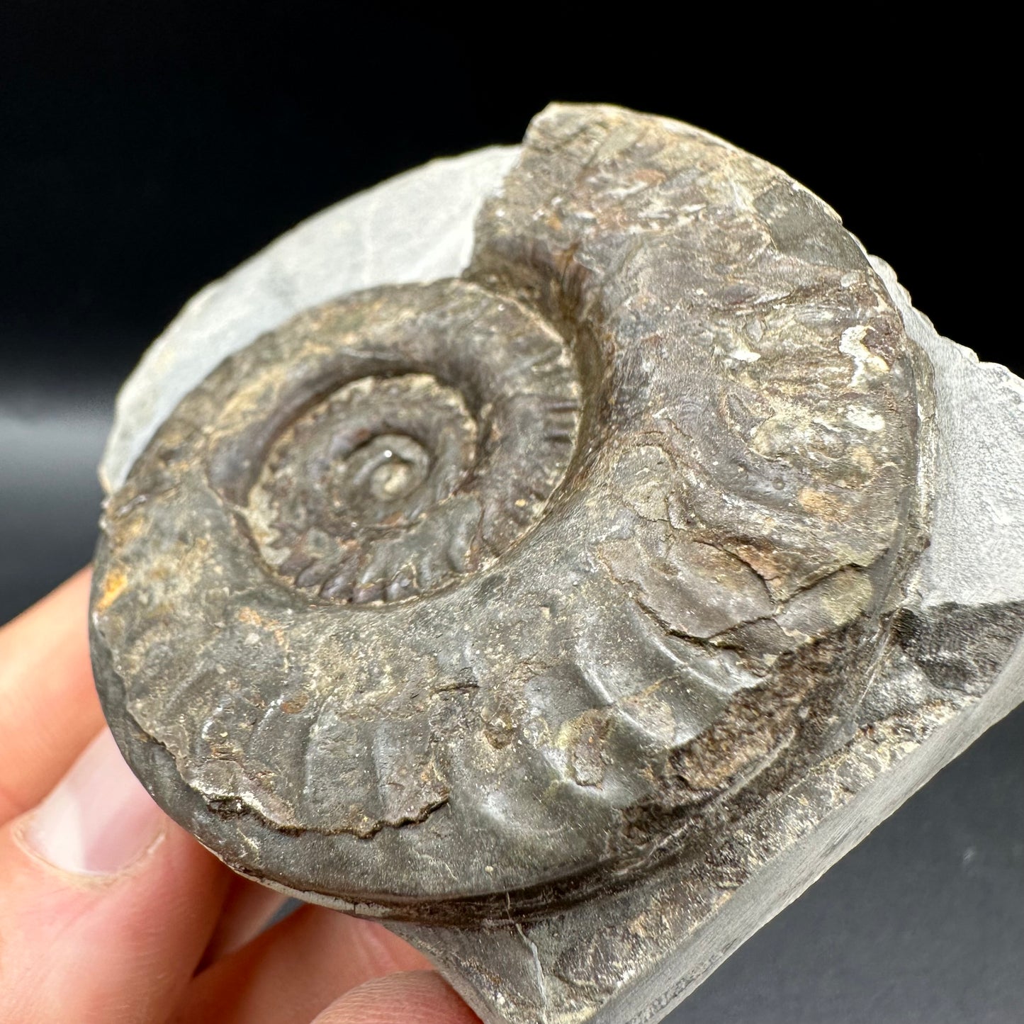 Hildoceras lusitanicum Ammonite fossil with box and stand - Whitby, North Yorkshire, Jurassic Coast, Yorkshire Fossils from the Jurassic Coast