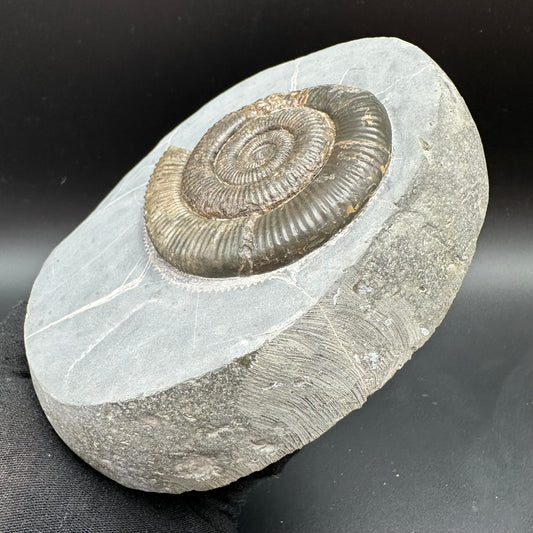 Zugodactylites Ammonite fossil with stand - Whitby, North Yorkshire Jurassic Coast, Yorkshire fossils