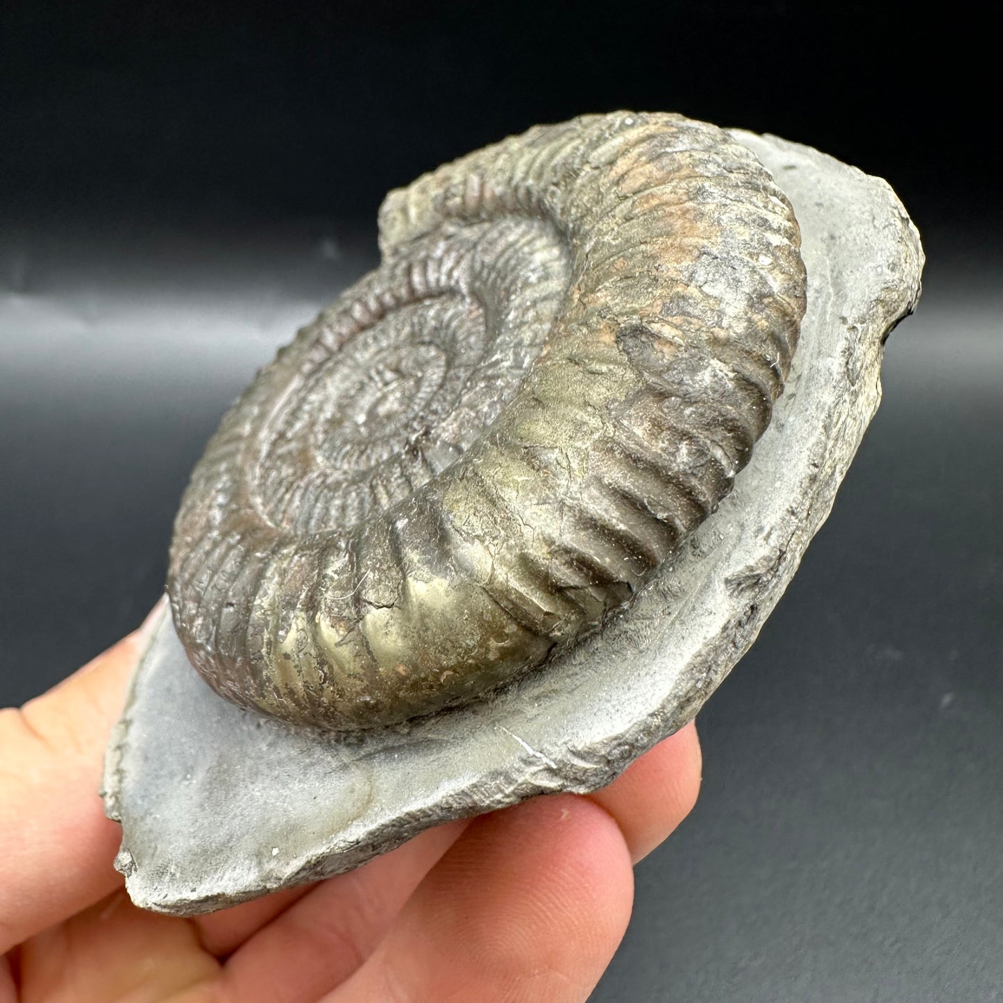Dactylioceras Ammonite Fossil With Box And Stand - Whitby, North Yorkshire Jurassic Coast Yorkshire Fossils