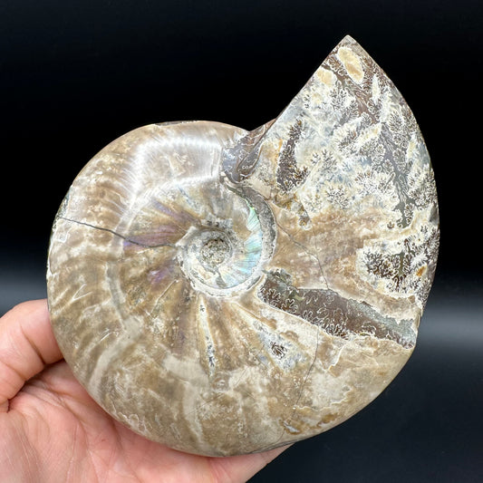 Cleoniceras Ammonite Fossil With Stand - Cretaceous Ammonite Madagascar