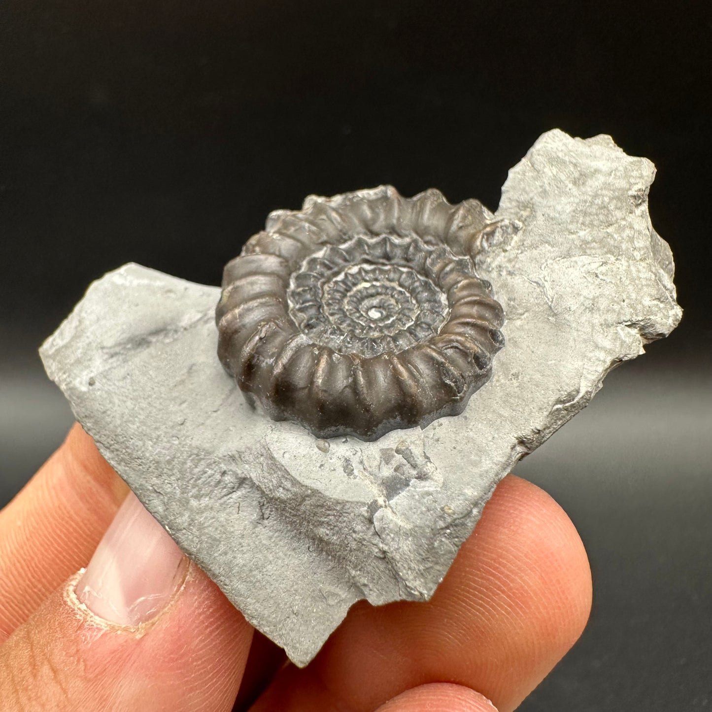 Gagaticeras Ammonite fossil with box and stand - Whitby, North Yorkshire Jurassic Coast Yorkshire Fossils