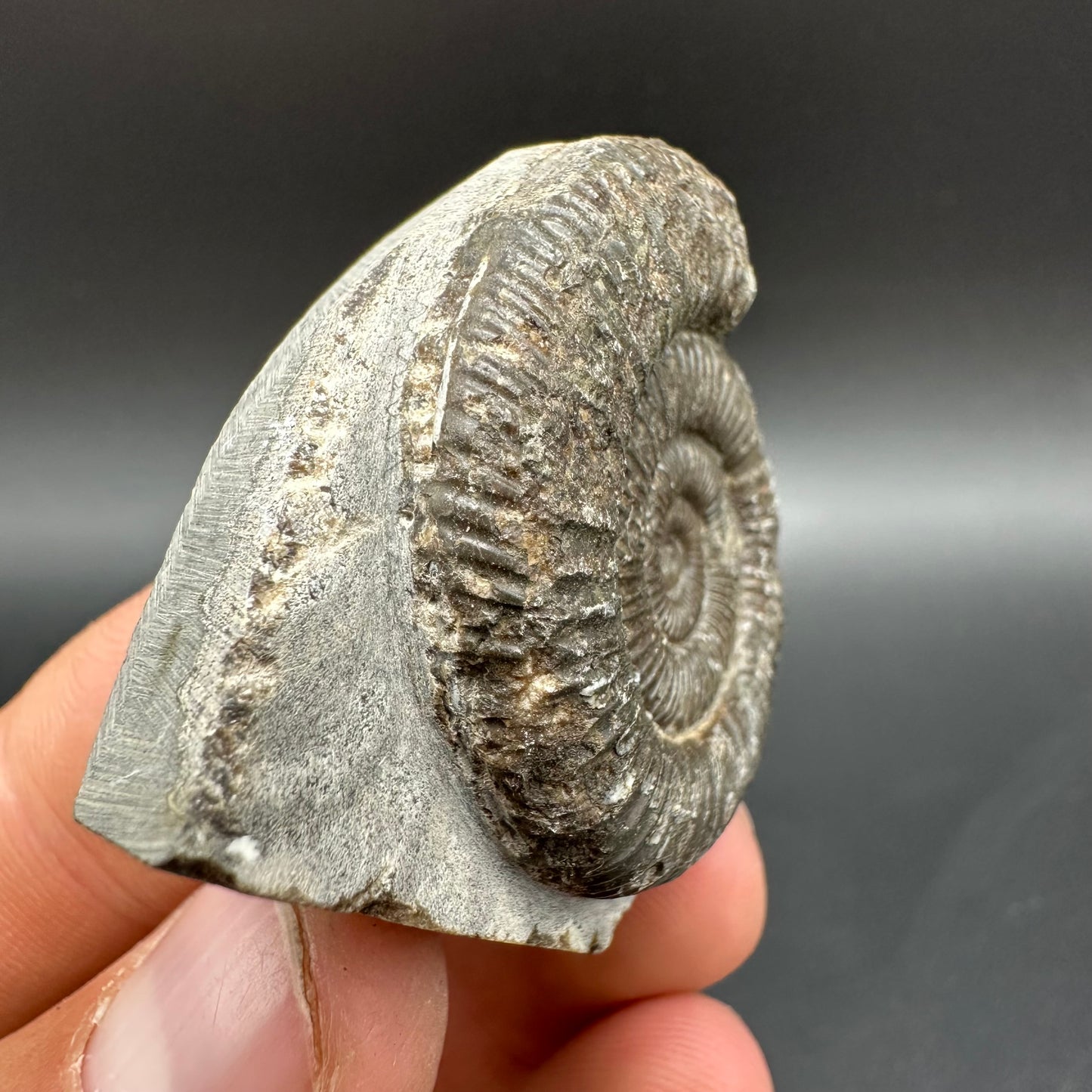 Dactylioceras Ammonite Fossil With Box And Stand - Whitby, North Yorkshire Jurassic Coast Yorkshire Fossils