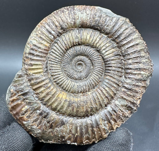 Dactylioceras Ammonite Fossil With Box And Stand - Whitby, North Yorkshire Jurassic Coast Yorkshire Fossils