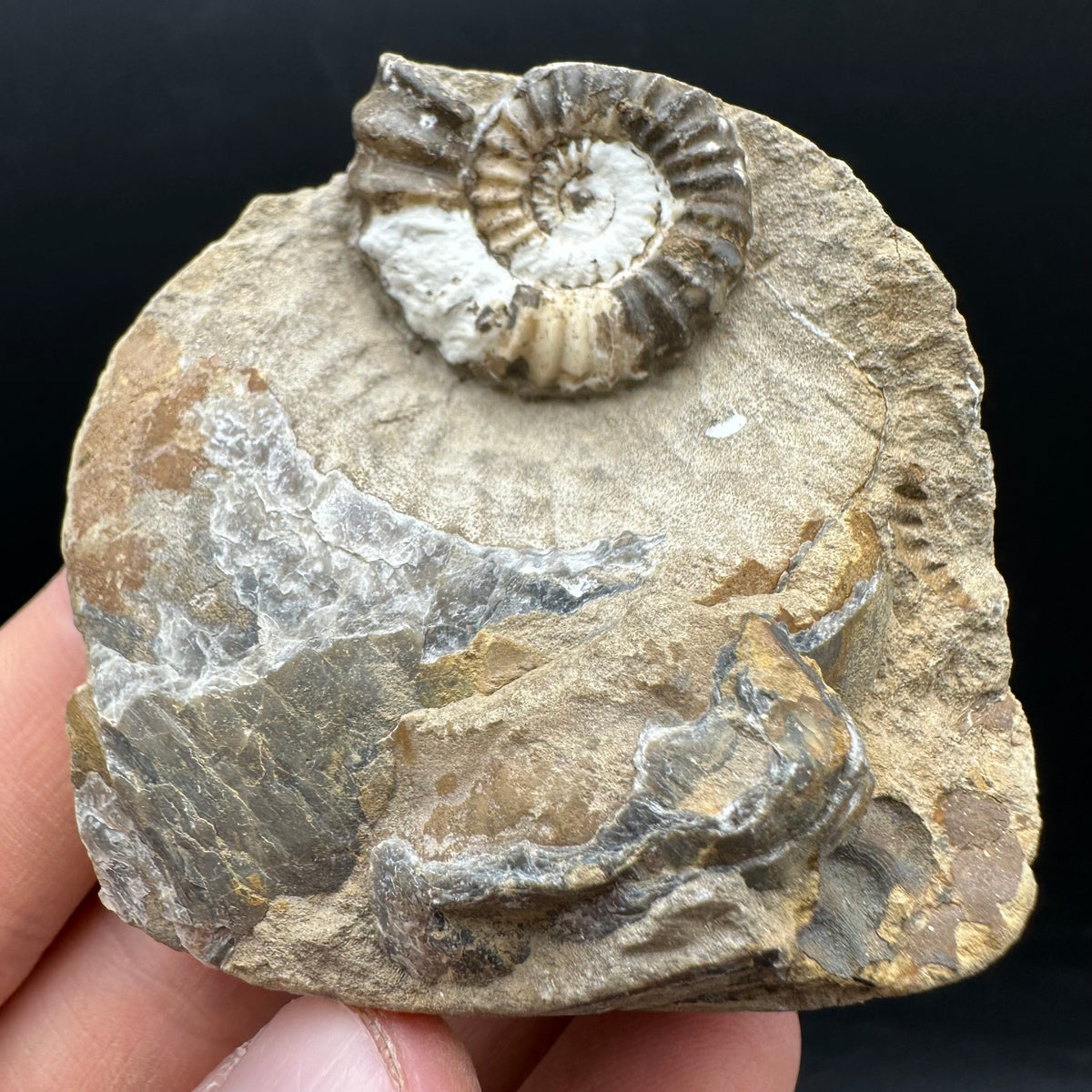 Androgynoceras capricornus Ammonite Fossil With Stand - Whitby, North Yorkshire Jurassic Coast Yorkshire Fossils