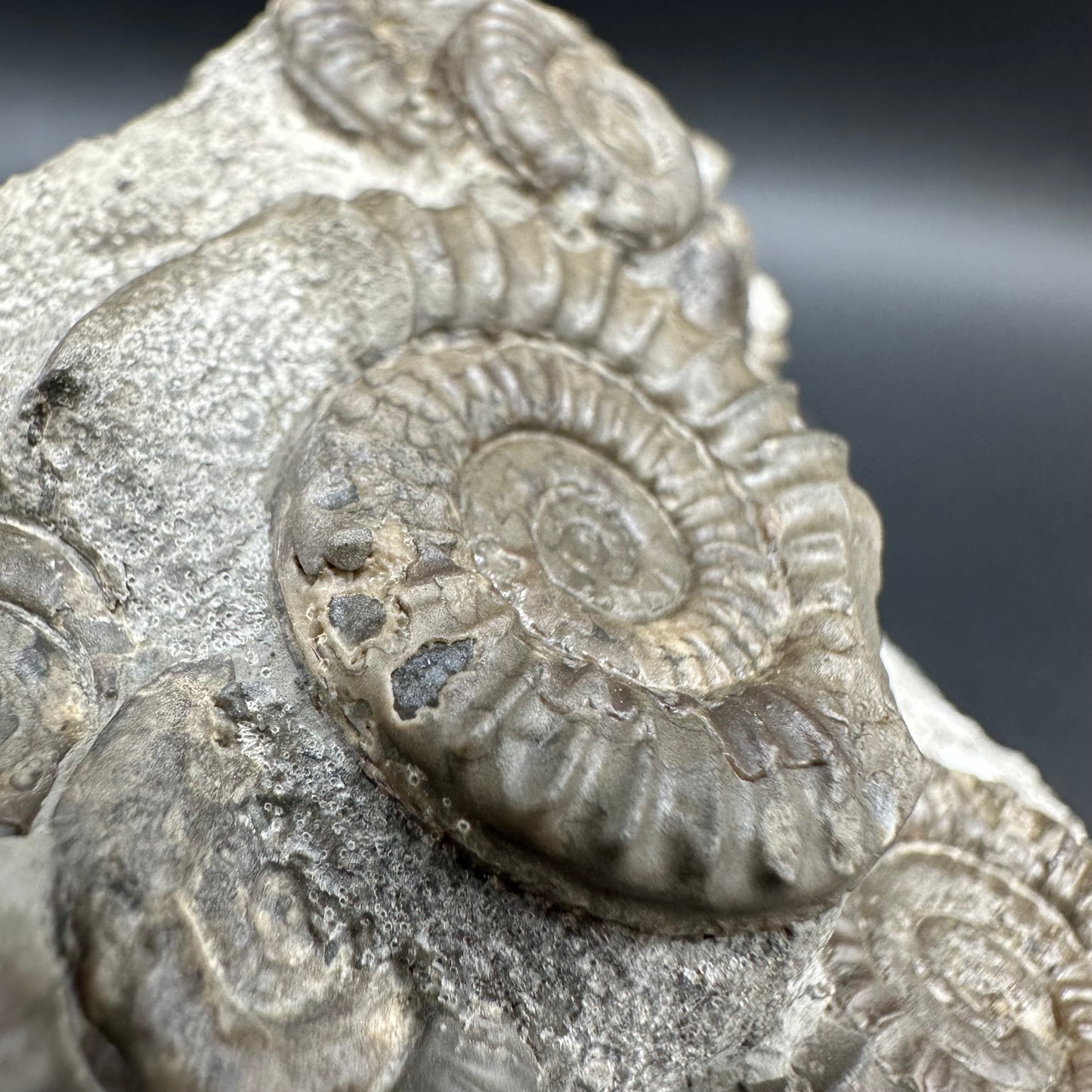 Arnioceras ammonite shell fossil with box and stand - Whitby, North Yorkshire Jurassic Coast Yorkshire Fossils