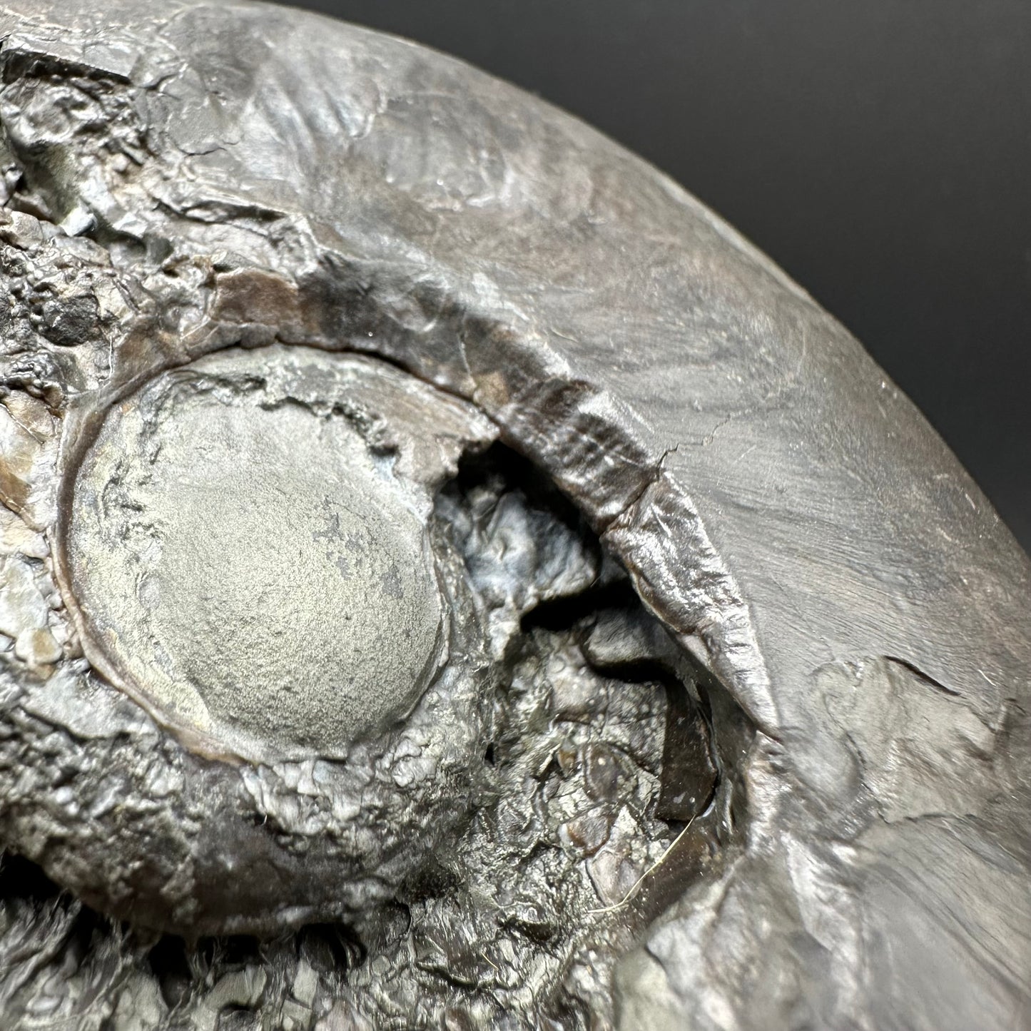 Golden Egg (GENUINE) Ammonite Fossil With Stand - Whitby, North Yorkshire Jurassic Coast Yorkshire Fossils