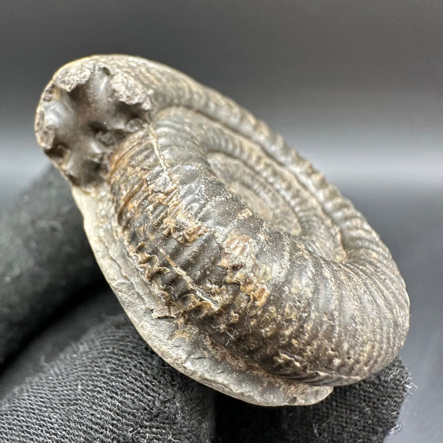 Dactylioceras Ammonite Fossil With Box And Stand - Whitby, North Yorkshire Jurassic Coast Yorkshire Fossils